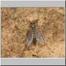 Dolichopus sp - Langbeinfliege 02a 5mm.jpg